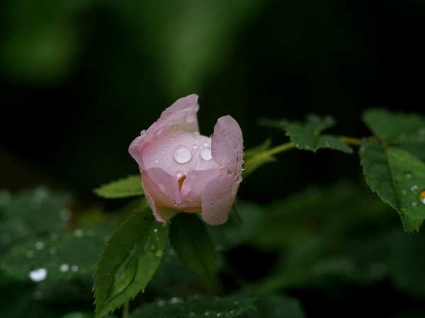 Maison avec piscine : que faut-il assurer ?