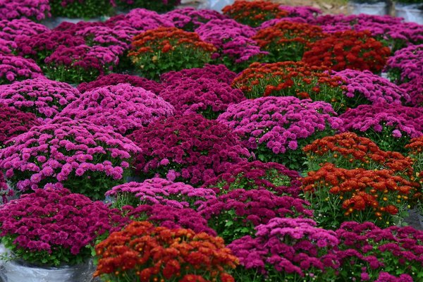 Découvrez les Variétés de Briques Essentielles pour Réussir Vos Projets de Maçonnerie