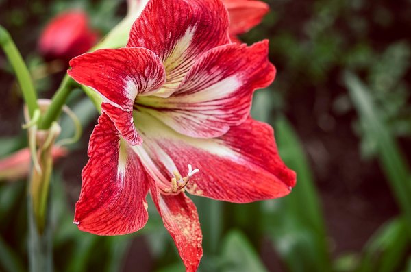 Conseils essentiels pour l'entretien des amaryllis élégants